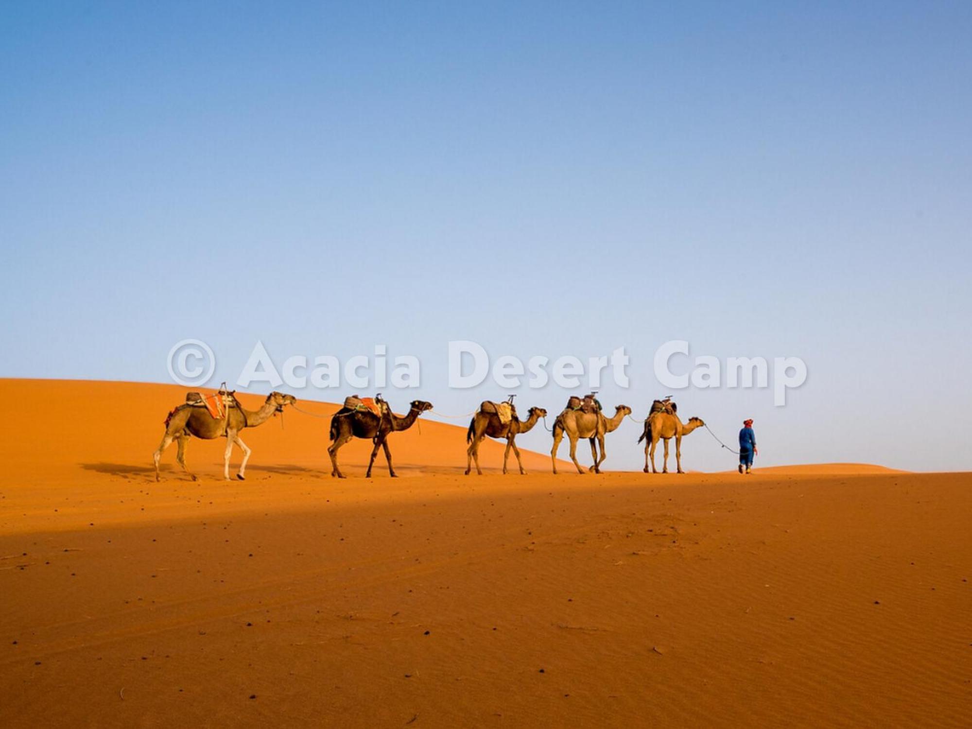 Acacia Desert Camp Hotel Мерцуга Екстериор снимка